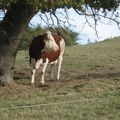 auprès de mon arbre, je vivais heureuse ...