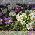 Primevères du jardin