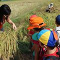 Sortie à la ferme et dans les rizières pour les PS et les MS 