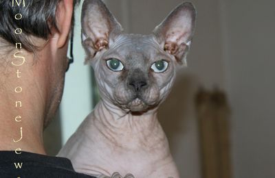 Prochain Mariage Sphynx !