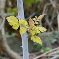 Rubus x cockburnianus 'Goldenvale'