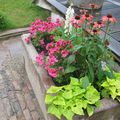 Jardinière #7 d'été au lupin blanc