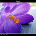 Crocus