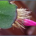 ...mon cactus continue sa nouvelle floraison....