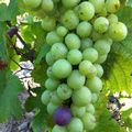 vendanges dans 45 jours