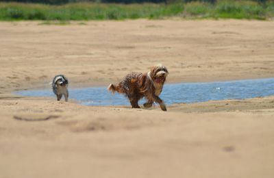 balade au bord de Loire