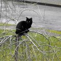 Le chat noir :)