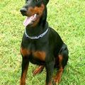 Dobermann