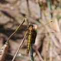 Libellule jaune et noire dans le blé