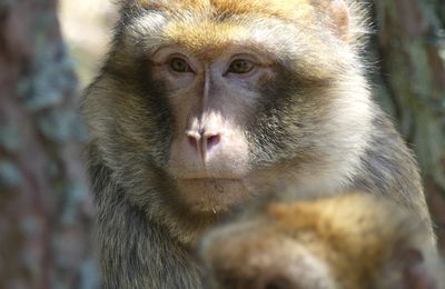 Séjour printanier en Alsace - Kintzheim - Découverte de la Montagne des singes