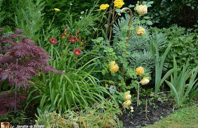 Le florilège estival coloré de mon jardin