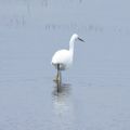 Aigrette garzette 1