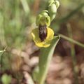 Orchidée, Ophris Lutéa, Audes, Termes,