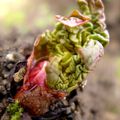 La rhubarbe expose ses racines à l'air
