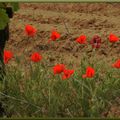 Des fleurs de rage dans le désert...