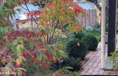 Tours et retours dans mon jardin en octobre...