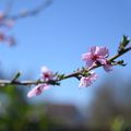 26/04/19 : Premiers bourgeons, premières fleurs