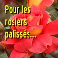 Trucs & astuces dans le jardin : les rosiers palissés