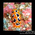 Nudibranche 17