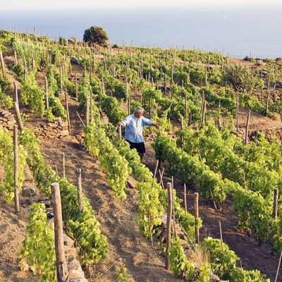 Guide des vins des îles 2 : Île de Giglio, Cantina Altura Vigneto