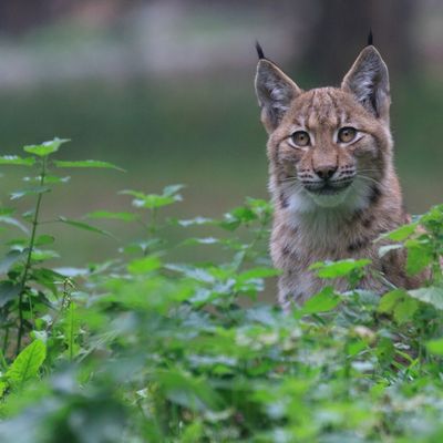 Descriptif de l'après-midi Nature 2025 de SPDVNature