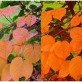 Feuilles d'automne # 2