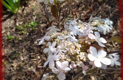 Viburnum hillieri Winton 