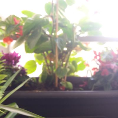 Potée d'automne 2017