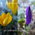 Premières couleurs du jardin