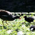 Gallinule Poule d'eau