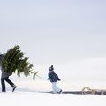 Photographier le sapin de Noël : en route vers la maison !