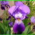 iris couleur tendre 