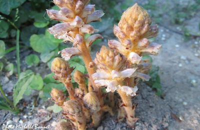 Comment éliminer l'orobanche, ce curieux parasite ?