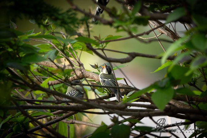 Les bébés du jardin