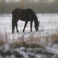 PHOTO du JOUR: LE CHEVAL de MARCELINE