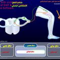 الفعل الانعكاسي الرضفي2