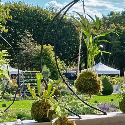 Le Kokedama, cet art qui nous vient d'Extrême-Orient