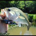 SESSION BLACK BASS BAIT AND SEE