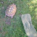 Toutes les tortues n'hibernent pas!