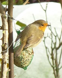 Les oiseaux au jardin de ville (suite et fin)