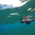 Baignade avec la Tortue verte en Martinique