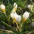 PREMIERS CROCUS