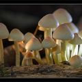 Manif des champignons !
