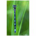 Agrion de Mercure