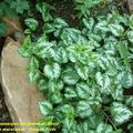 Lamium maculatum ‘ Herman Pride ‘ photo et culture