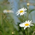 Marguerite * Daisy