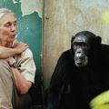 Docteur Jane Goodall 