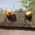 Tomates des villes