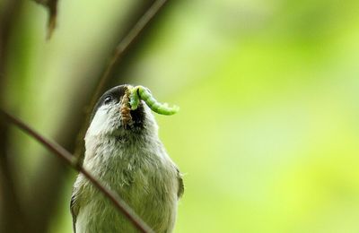 La balade des oiseaux à tête noire