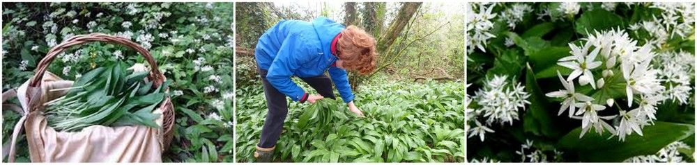 ail des ours, cueillette en foret de l ail des ours, plante sauvage, sous bois, fleur blanche